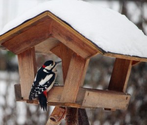 Buntspecht als Stammgast am Vogelhaus.