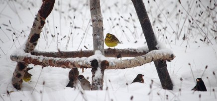 Goldammern - gelbe Farbtupfer im Winter.