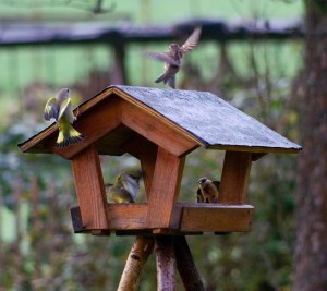 Reges Treiben bei der Fütterung im Herbst.
