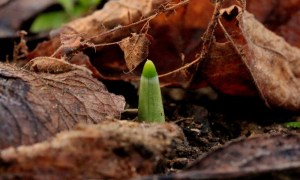 ... und die ersten Zwiebeltriebe spitzen aus der Erde ... und die ersten Zwiebeltriebe spitzen aus der Erde.