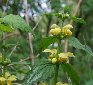 Manche kaufen sie extra, bei uns wächst und leuchtet sie einfach so: die Goldnessel.