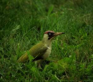Grünspecht im Garten