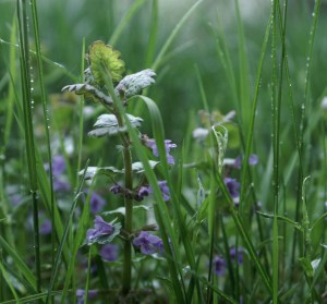 Bienenweide Gundermann - schmeckt uns auch, mit Schokoladenüberzug.