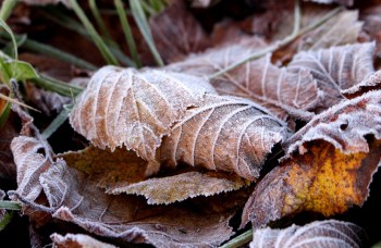 Regenwurmnahrung Laub - malerisch im Morgenreif.
