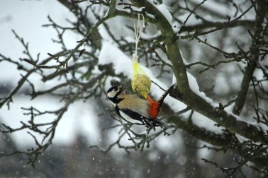 Von wegen Meisenknödel! Gut zu erkennen: der Specht-typische Stützschwanz.