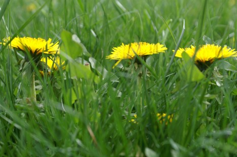 Eine Löwenzahnblume ist wie ein dichtgepackter Blumenstrauß aus lauter einzelnen Blüten - oder eben ein "Korb voll Blüten", typisch für alle Mitglieder der Korbblütler.