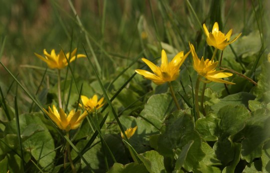Kleine leuchtende Sonnen im Gartengrün: das Scharbockskraut.