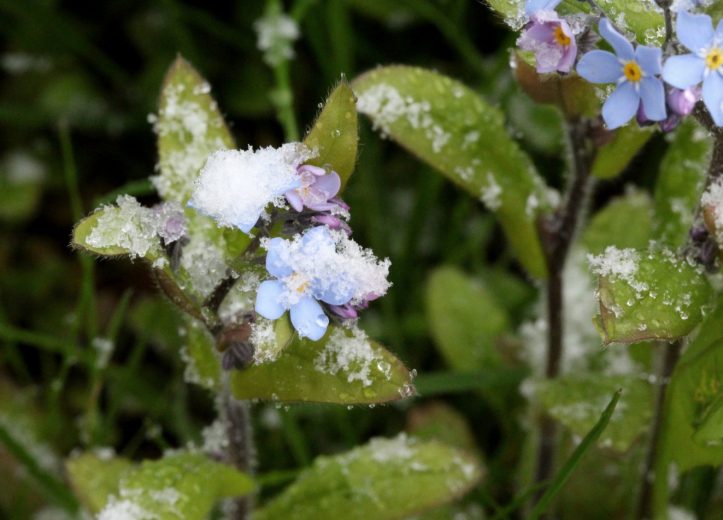 Zarte Flocken auf zarten Blümchen.