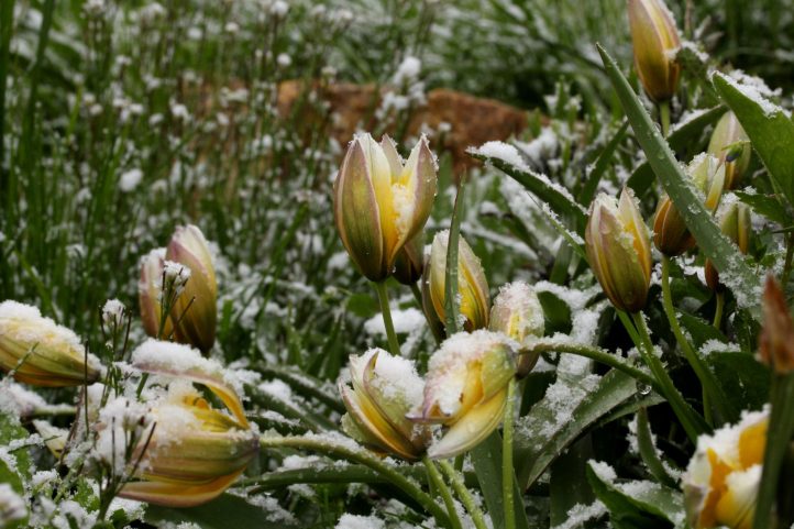 April, April, der weiß nicht, was er will. Blüten oder Schnee?