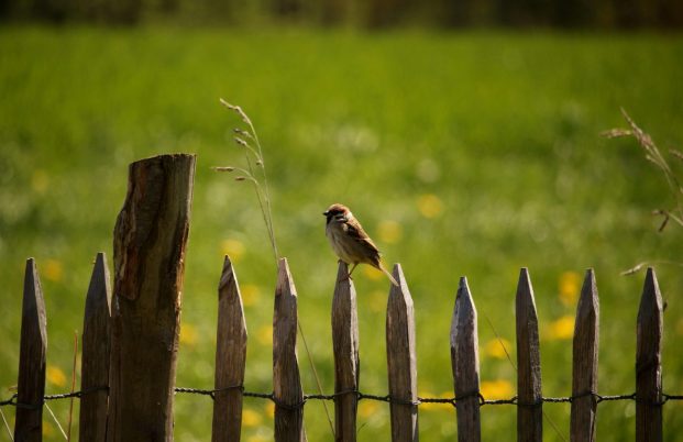 Ein Feldsperling behält den Überblick.