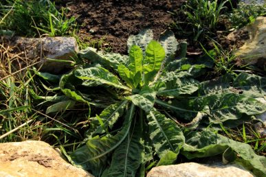 Umgepflanzt: Rosettenpflänzchen auf ihrem neuen Ehrenplatz im Blumenbeet.