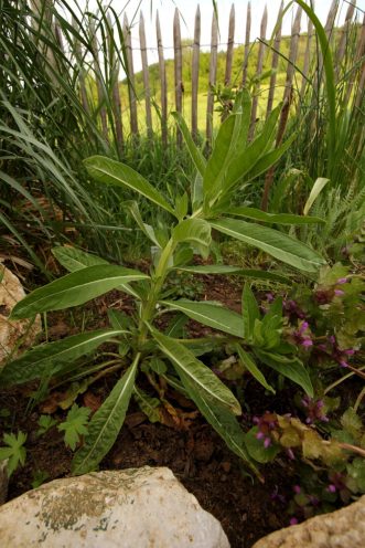 Endlich tut sich was! Rosette am Stiel mit Seitentrieb. Wie wird sie wohl blühen?