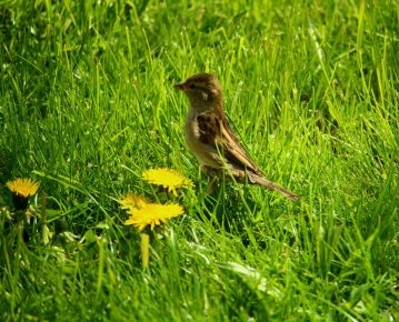 Frau Spatz auf der Suche nach Insekten.