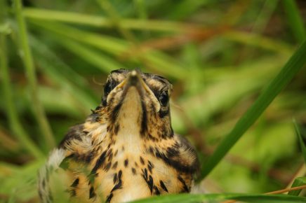 Das Drosseljunge macht seine Sache wirklich gut: Es rührt sich kein bißchen. Hoffen wir mal, dass es, im hohen Grase gut versteckt, vor Nachbarskatzen unentdeckt bleibt...