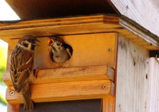 Zwei Tage nach dieser Aufnahme verließen die Feldsperlingjungen ihr Nest. Solange sie im Revier der Wacholderdrosseln unterwegs sind, profitieren sie von deren Wachdiensten: Sie hält Elstern und Katzen fern.