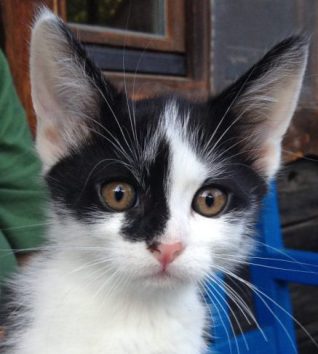 So süß können nur Katzen kucken, doch leider ist auch Captain Hook ein viel zu guter Vogelfänger. Jetzt bekommt er ein Glöckchen um den Hals.