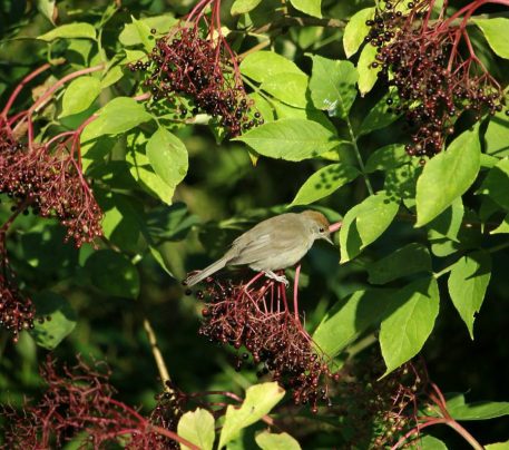 Im Morgenlicht: Mönchsgrasmücke im Schwarzen Holunder.