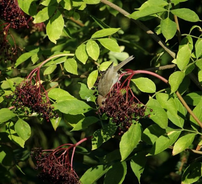Die leckersten Früchte wachsen immer da, wo man am schwersten hinkommt. Diese Regel scheint auch für Mönchsgrasmücken zu gelten