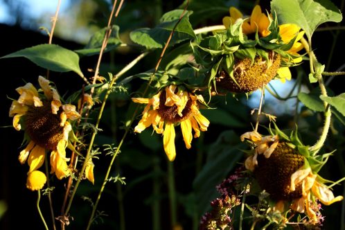 Verblühende Sonnenblumen - ein erstes Zeichen für den nahenden Spätsommer.