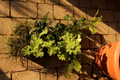 Leider war die Ausbeute nicht so groß wie erhofft, aber ein Anfang ist damit trotzdem gemacht: Bergsegge, zwei heimische Farnarten, Frauenmantel und Akelei.
