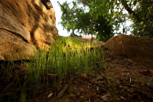 So langsam wächst Gras über die Sache...