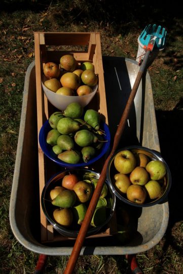 Obsternte: die guten in den Erdkeller, die schlechteren ab zur Verarbeitung und ins Marmeladentöpfchen.