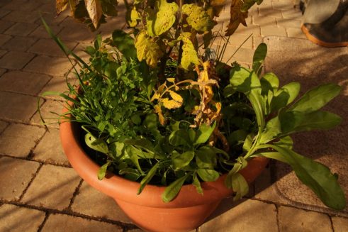 "Unkraut" im Tomatentopf? Von wegen! Warum neues kaufen, wenn die Pflänzchen doch so nah sind?! Was sich selbst aussäht und einen guten Keimplatz gefunden hat, ist außerdem viel robuster.