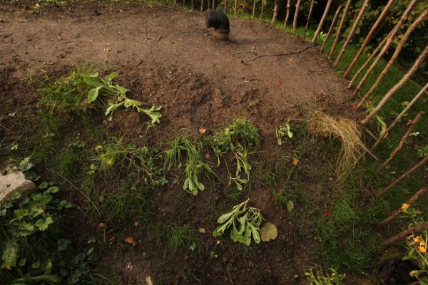 Zugegeben, die Pflänzchen hängen jetzt noch etwas traurig. Aber "Unkraut" vergeht ja bekanntlich nicht so schnell ;-) und aus Erfahrung weiß ich: Das wird!