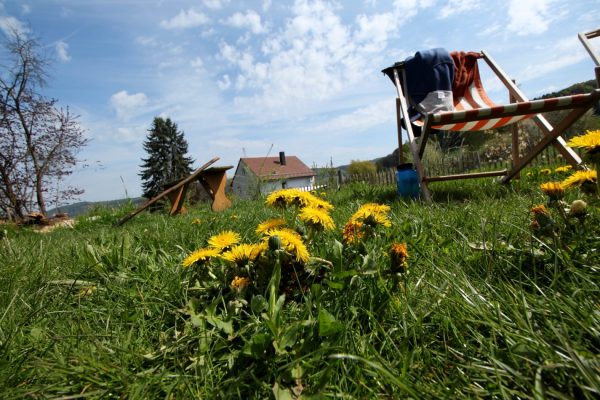 Oh, das Bild weckt schon wieder die Vorfreude auf den nächsten Frühling... was ich zeigen wollte: Kein Laub im Garten! Aber wir waren das nicht :-)