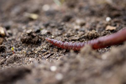 Darf ich vorstellen? Heinzelmännchen Regenwurm, Lumbricus terrestris.