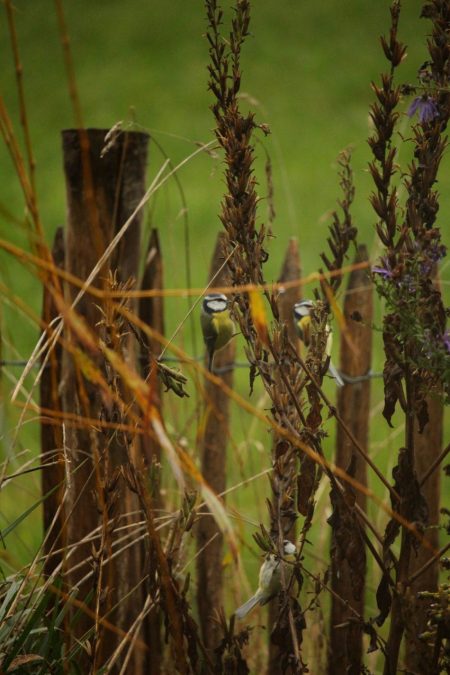 Die kleinen Blaumeisen wuseln so schnell die Nachtkerze hoch und runter, dass es schwer ist, sie zu fotografieren.