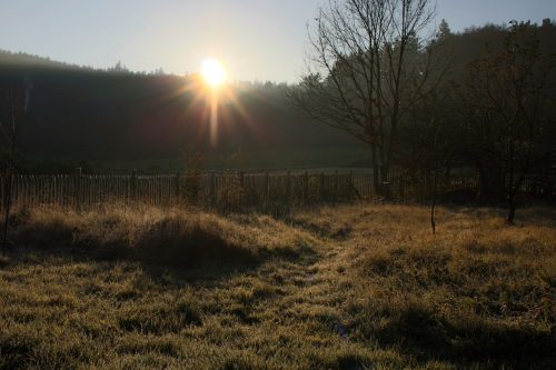 Garten im Novembermorgenlicht. Das Altgras ist Versteck, Jagd-, Nahrungs- und Überwinterungsgebiet für alle möglichen Tiere.