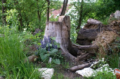 Es war einfach viel zu umständlich, diese beiden Baumstubben zu "entsorgen", und so wurde daraus kurzerhand unser "Wurzelgarten". Wohl perfekt für Blindschleichen.