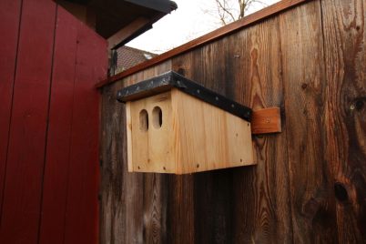 Ein Nistkasten für Nischenhöhlenbrüter wie Garten- und Hausrotschwanz, Rotkehlchen, Grauschnäpper, Zaunkönig, Feld- und Haussperling; angeblich auch Meisen aller Art. Mal sehen, wer einzieht...