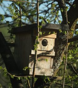 Ein junger Star beobachtet die Welt. Sobald die erste Brut ausflog, zog ein anderes Starenpaar hier erfolgreich eine Brut groß.