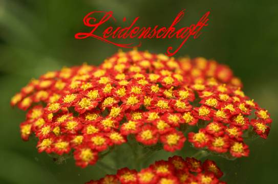 leidenschaft_karte_gross