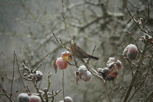 Hart erkämpft und ständig verteidigt: Die Amselweibchen erobern sich die besten Plätze.
