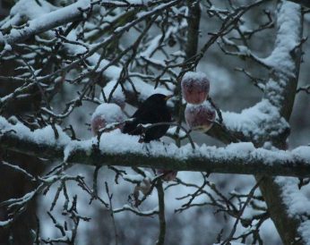 amselmaennchen_turdus-merula_pickt-apfel