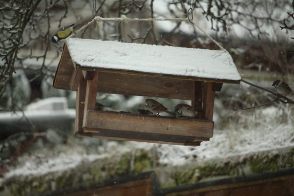 Vollbesetztes Futterhäuschen mit Kohlmeise, Hausperslingen und auf dem Ast rechts: ein Feldsperling.
