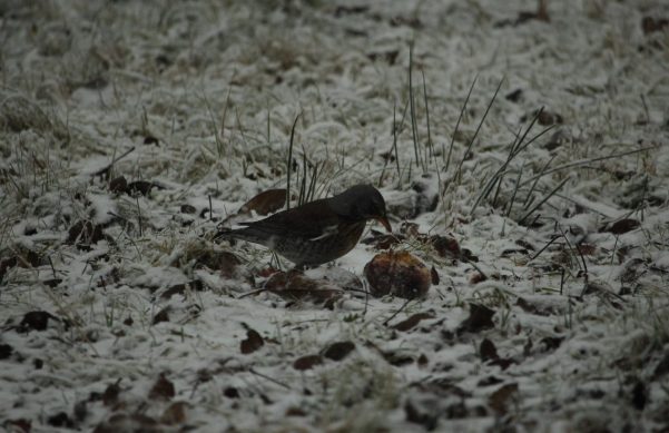Vogelfutter Natur pur: Die Äpfel sind beliebt bei Wacholderdrosseln und Amseln.