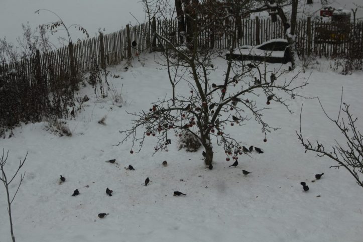 Allein hier zähle ich an die 30 Vögel. Von den Äpfeln ist nur noch ein Bruchteil übrig.